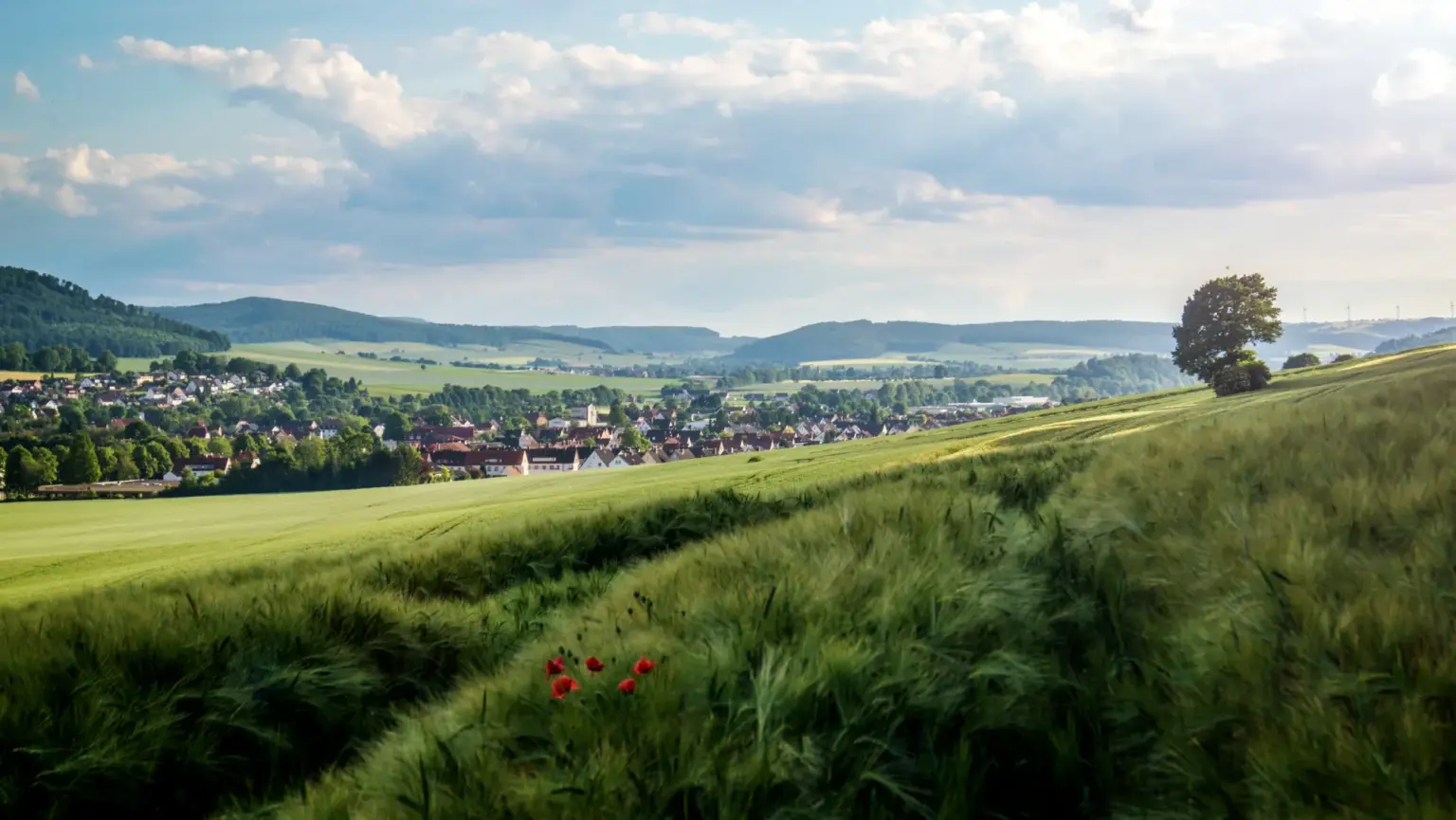 Hügellandschaft im Weserbergland mit Kornfeld und Mohnblumen